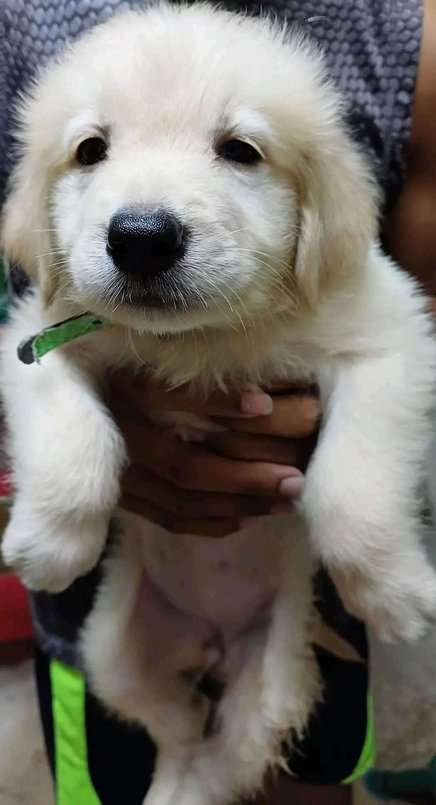 Golden Retriever For Adoption In Panaji
