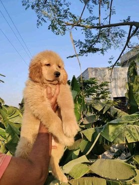 Golden Retriever For Sale In Visakhapatnam