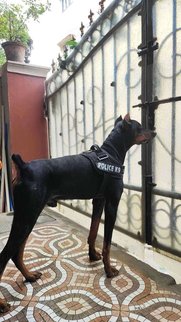Doberman Dogs For Mating In Hyderabad
