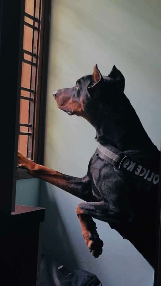 Doberman Dogs For Mating In Hyderabad