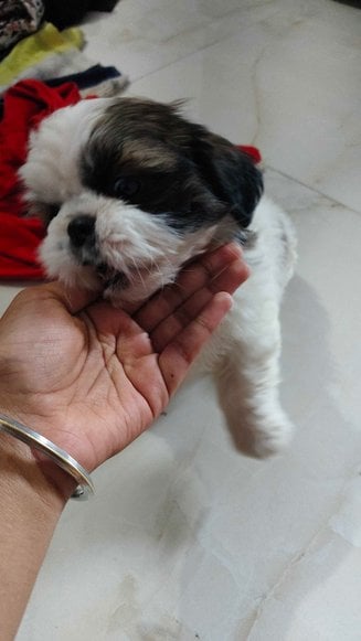 Shih Tzu For Sale In Gurgaon