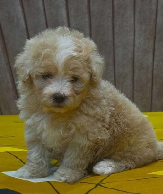 Maltipoo For Sale In Gurgaon