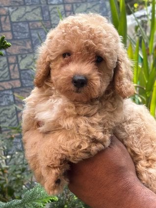 Maltipoo For Sale In Gurgaon