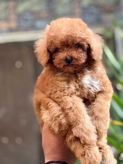 Maltipoo For Sale In Gurgaon