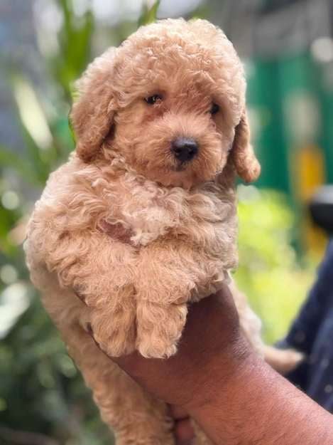 Maltipoo For Sale In Gurgaon