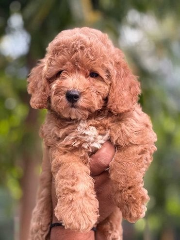 Maltipoo For Sale In Kolkata