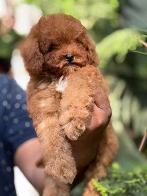 Maltipoo For Sale In Kolkata