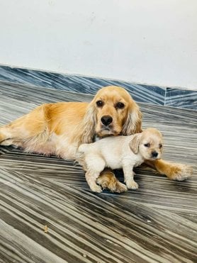 American Cocker Spaniel For Sale In Gurgaon