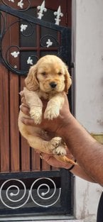 Cocker Spaniel For Sale In Gurgaon