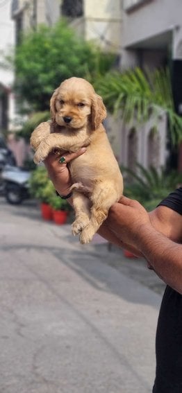 Cocker Spaniel For Sale In Gurgaon