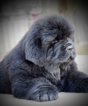 Newfoundland For Sale In Jaipur