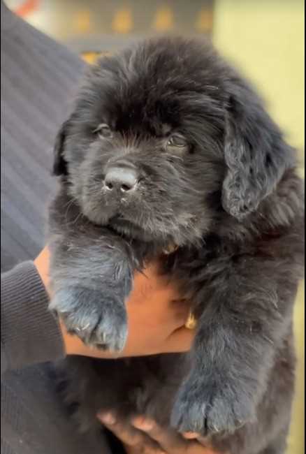 Newfoundland For Sale In Pune