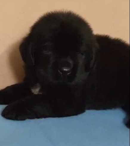 Newfoundland For Sale In Hyderabad