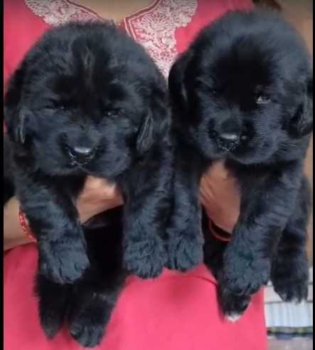 Newfoundland For Sale In Ahmedabad