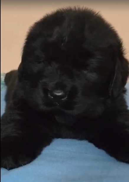 Newfoundland For Sale In Gurgaon