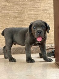 Cane Corso For Sale In Bhopal