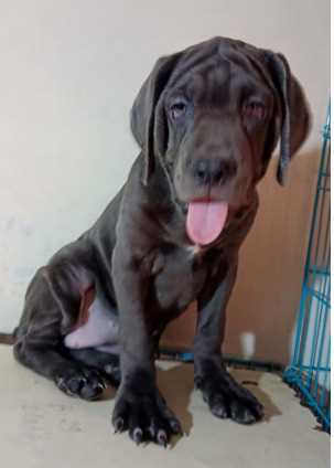 Cane Corso For Sale In Bhopal