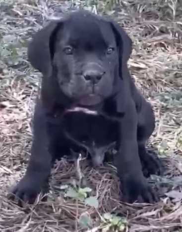 Cane Corso For Sale In Coimbatore
