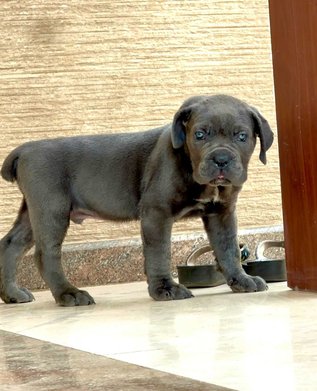 Cane Corso For Sale In Coimbatore