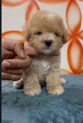 Maltipoo For Sale In Kannur