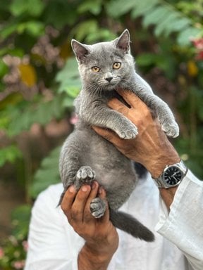 British Shorthair For Sale In Jaipur