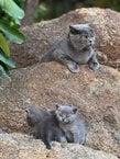British Shorthair For Sale In Jaipur