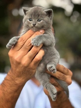 British Shorthair For Sale In Jaipur