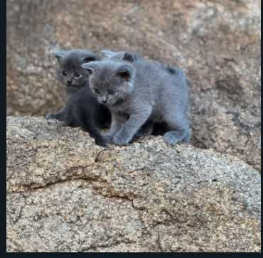 British Shorthair For Sale In Jaipur