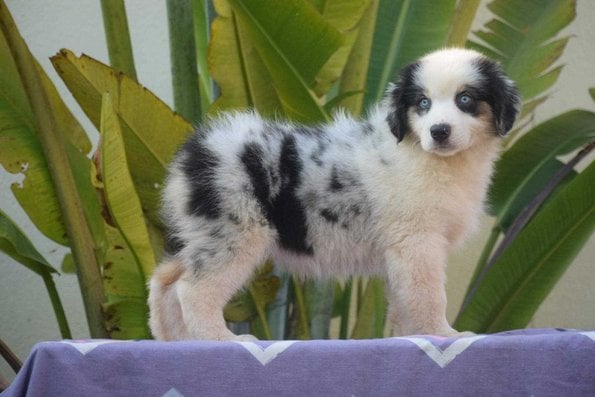Australian Shepherd For Sale In Jaipur