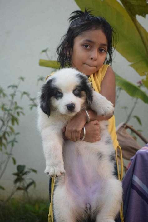 Australian Shepherd For Sale In Jaipur