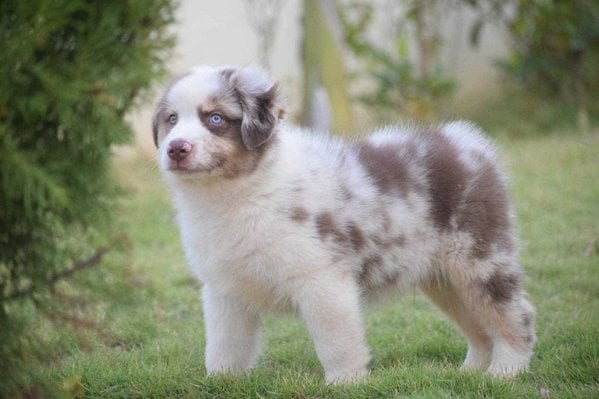 Australian Shepherd For Sale In Jaipur