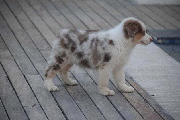 Australian Shepherd For Sale In Jaipur