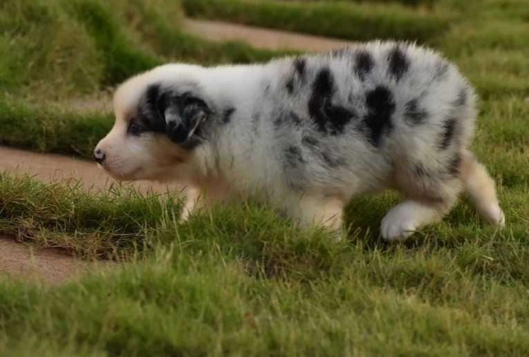 Australian Shepherd For Sale In Jaipur
