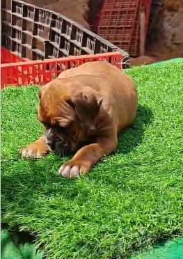 Boxer For Sale In Ahmedabad