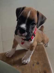 Boxer For Sale In Ahmedabad