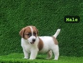Jack Russell Terrier For Sale In Delhi