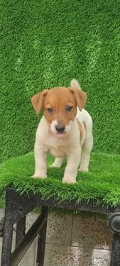 Jack Russell Terrier For Sale In Delhi
