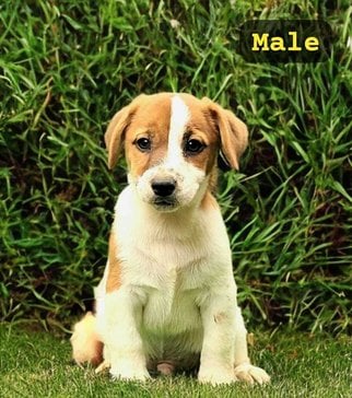 Jack Russell Terrier For Sale In Delhi