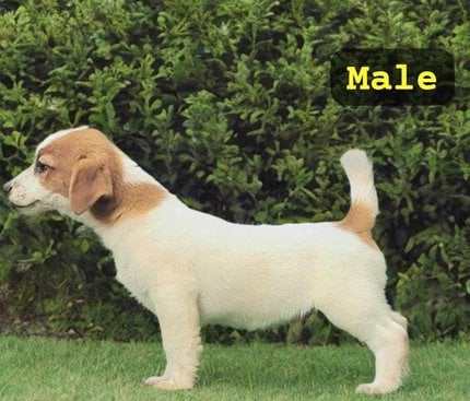 Jack Russell Terrier For Sale In Delhi