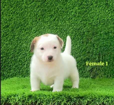 Jack Russell Terrier For Sale In Delhi