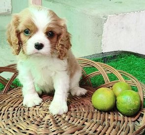 Cavalier King Charles Spaniel For Sale In Ahmedabad