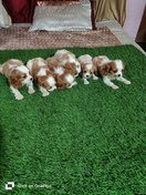 Cavalier King Charles Spaniel For Sale In Ahmedabad