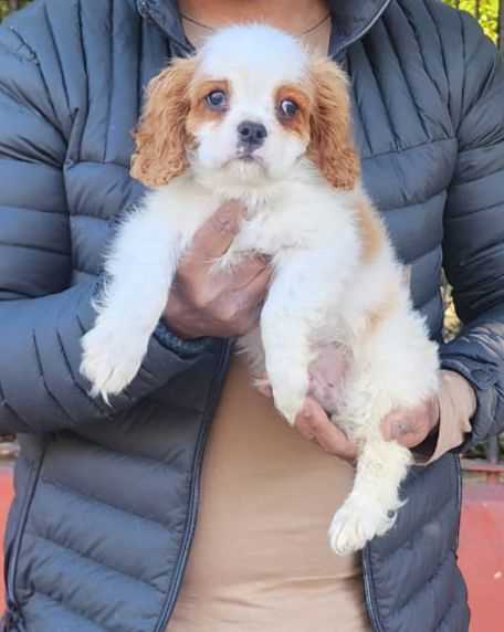 Cavalier King Charles Spaniel For Sale In Ahmedabad