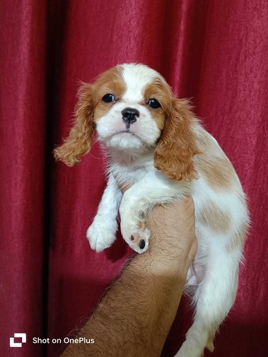 Cavalier King Charles Spaniel For Sale In Ahmedabad