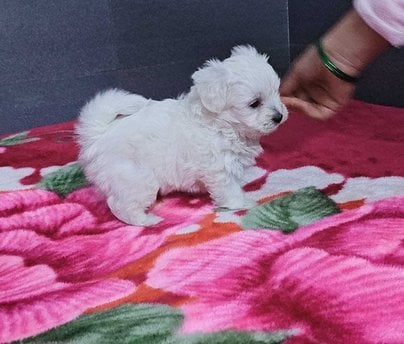 Maltese For Sale In Gurgaon