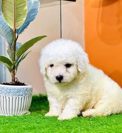 Maltese For Sale In Gurgaon