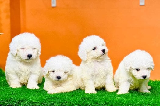 Maltese For Sale In Gurgaon