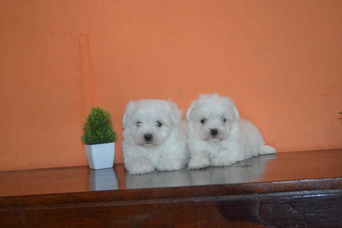 Maltese For Sale In Gurgaon
