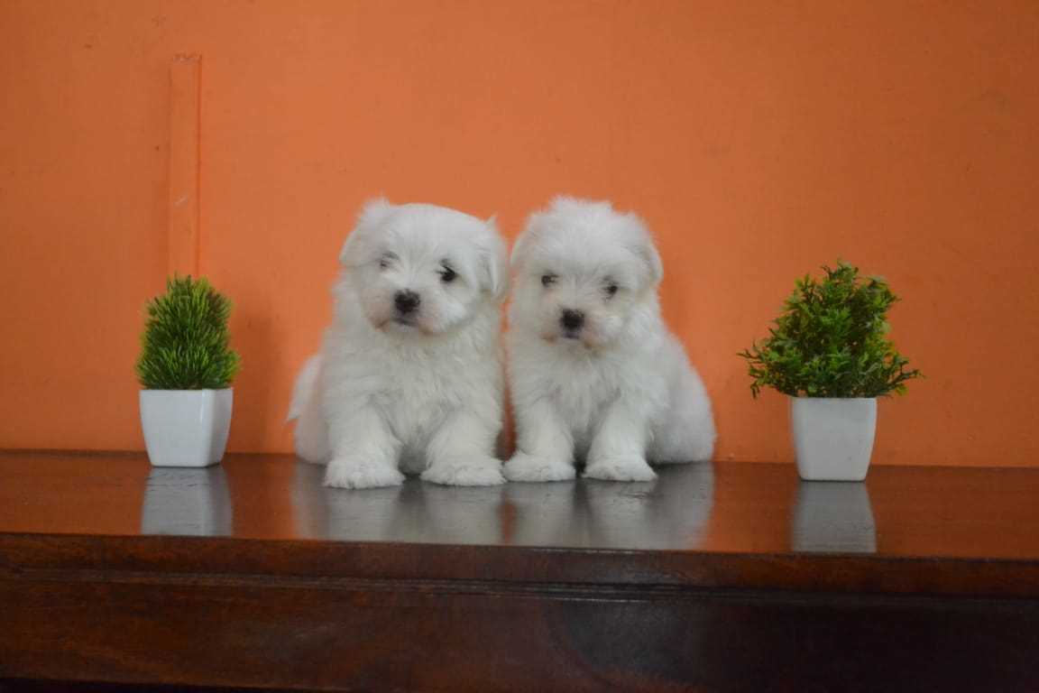 Maltese For Sale In Delhi