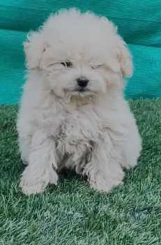 Maltese For Sale In Gurgaon